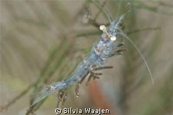 Limnomysis benedeni, a freshwatershrimp can be found in l... by Silvia Waajen 
